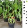 Bambu Rejeki Anyam - Gambar 2