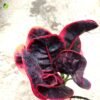 Puring Apel Merah - Gambar 2