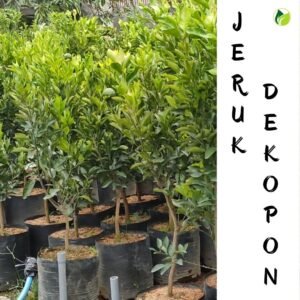 Jeruk Dekopon "Berbuah"