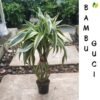 Bambu Rejeki Guci - Gambar 2