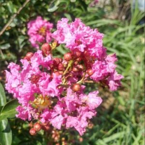 Sakura Pink Kuncup / Berbunga