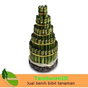 Bambu Rejeki Pagoda 5 Tingkat