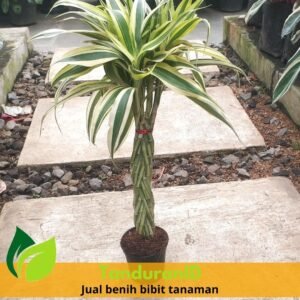 Bambu Rejeki Silinder