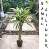 Bambu Rejeki Silinder - Gambar 2