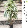 Bambu Rejeki Love - Gambar 2
