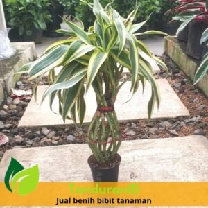 Bambu Rejeki Guci