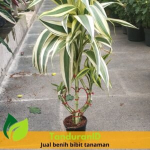Bambu Rejeki Love