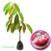Durian Merah - Gambar 2