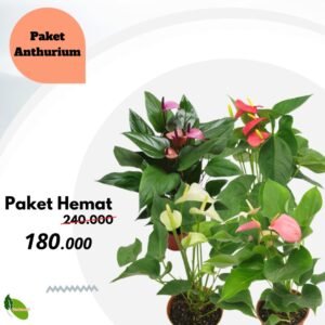 Paket Tanaman Anthurium Mini