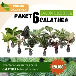 Paket Tanaman Calathea