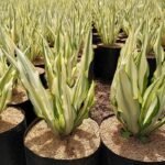 Agave Putih Furcraea Gigantea