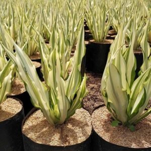 Agave Putih Furcraea Gigantea