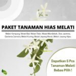 Paket Tanaman Bunga Melati 5Pcs