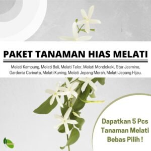 Paket Tanaman Bunga Melati 5Pcs