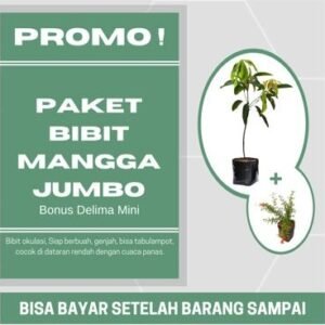 Paket Tanaman Mangga Jumbo