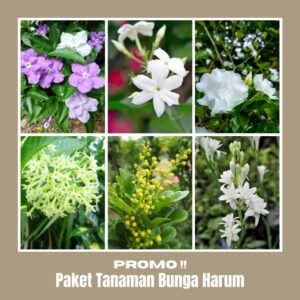 Paket Tanaman Bunga Harum