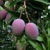 Mangga Ungu Australia - Gambar 2