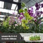 Anggrek Botol Dendrobium