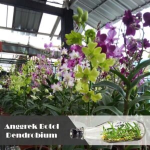 Anggrek Botol Dendrobium