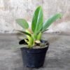Philodendron Katak - Gambar 3