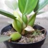 Philodendron Katak - Gambar 2