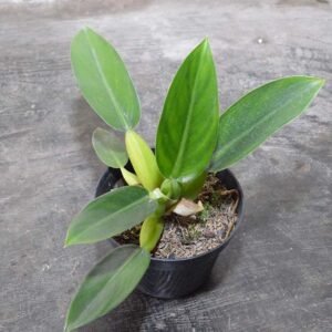 Philodendron Katak