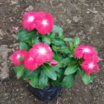 Vinca White Magenta