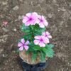 Vinca Ungu Muda - Gambar 2