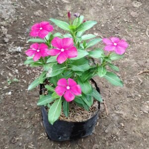 Vinca Magenta Serit
