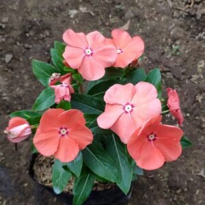 Vinca Peach