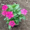 Vinca Magenta Serit - Gambar 2