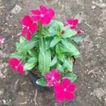 Vinca Magenta