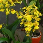 Anggrek Oncidium Golden Shower
