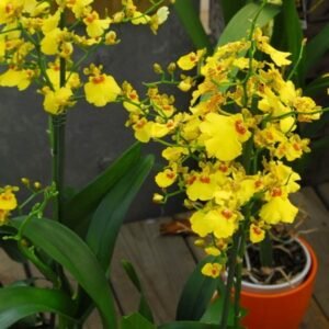 Anggrek Oncidium Golden Shower