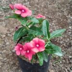 Vinca Sunset