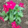 Vinca Magenta - Gambar 2