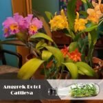 Anggrek Botol Cattleya