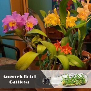 Anggrek Botol Cattleya