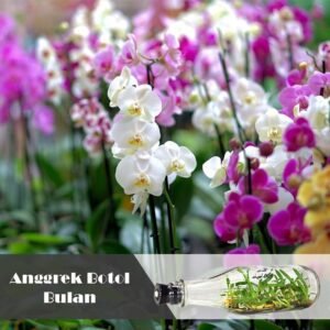 Anggrek Botol Bulan