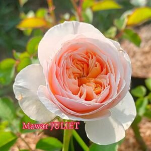 Mawar Impor Juliet