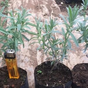 Lavender French