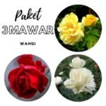 Paket Tanaman Hias Mawar Wangi