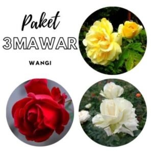 Paket Tanaman Hias Mawar Wangi