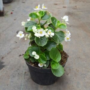 Begonia Cucullata Wild White