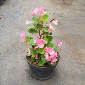 Begonia Cucullata Wild Pink