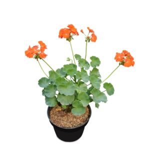 Geranium Oranye ( pelargonium )