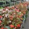 Begonia Cucullata Wild White - Gambar 2