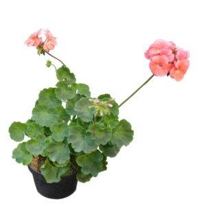 Geranium Peach( pelargonium )