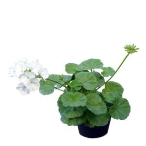 Geranium White ( pelargonium )