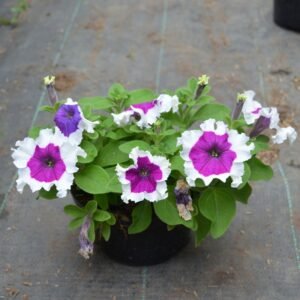 Petunia Purple Lipstik